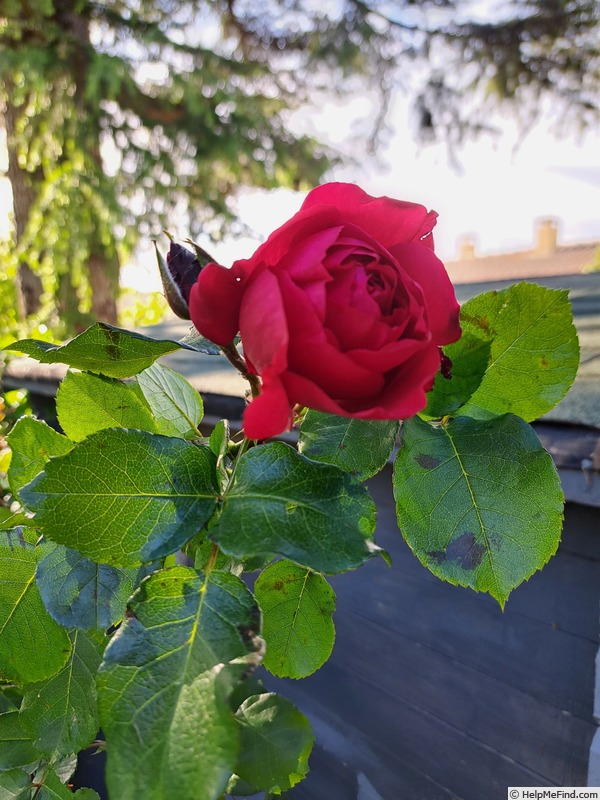 'Ruban Rouge ® (shrub, Meilland 2012)' rose photo