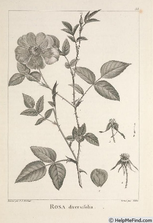 '<i>Rosa chinensis</i> var. <i>semperflorens</i> (Curtis) Koehne' rose photo