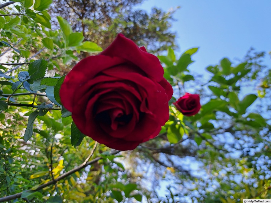 'George Dickson' rose, click to enlarge 'George Dickson' rose photo