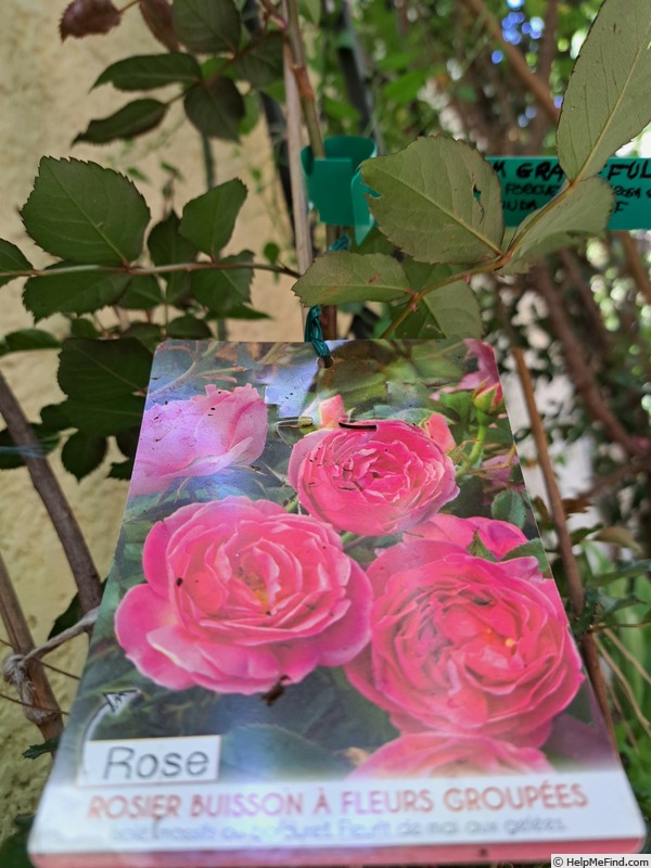 'I Am Grateful™ Plant'n'relax®' rose photo