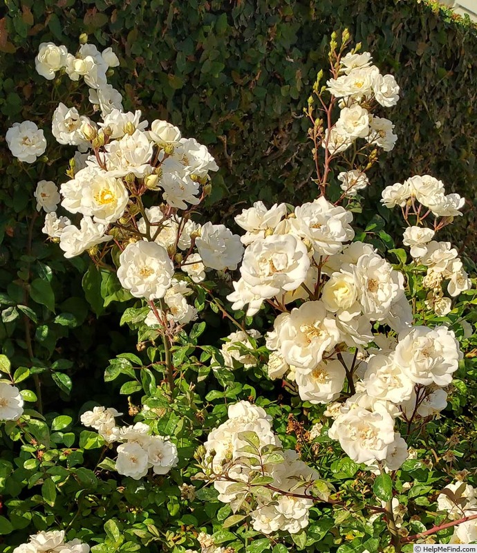 'CLSXRTUN' rose photo