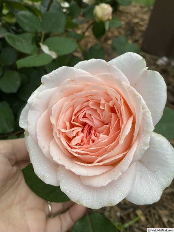 'Bliss Parfuma ®' rose photo