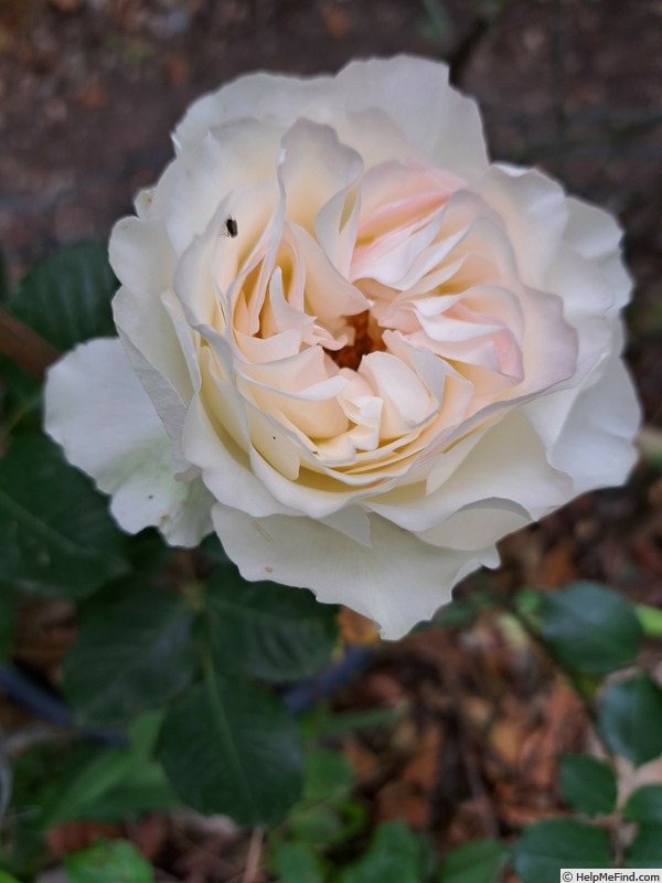 'Niharika ®' rose photo