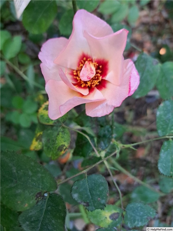 'Alissar, Princess of Phoenicia' rose photo