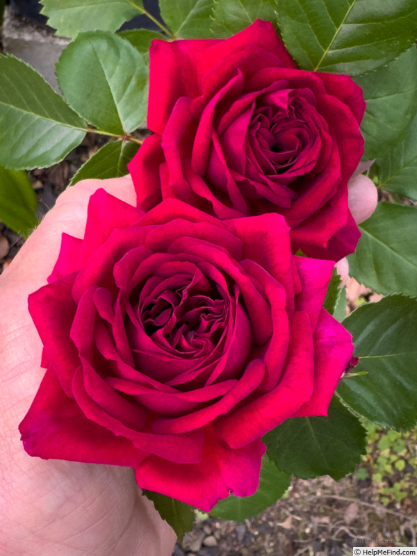 'Clara Thomson' rose photo