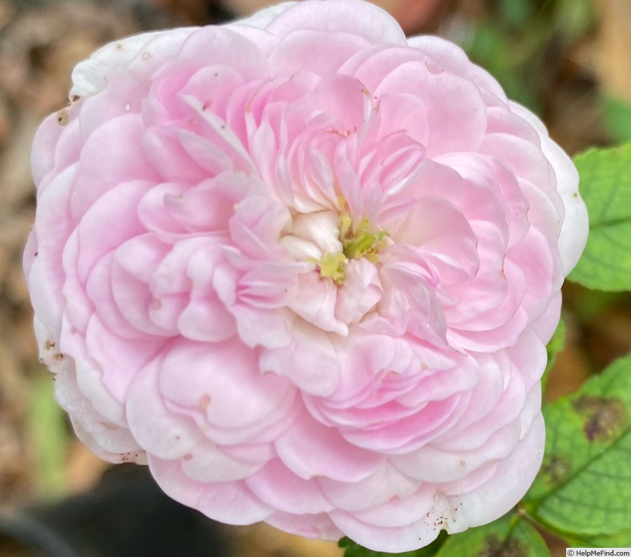 'Pompon Blanc Parfait' rose photo