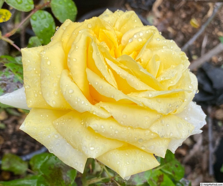 'Lemontini™' rose photo