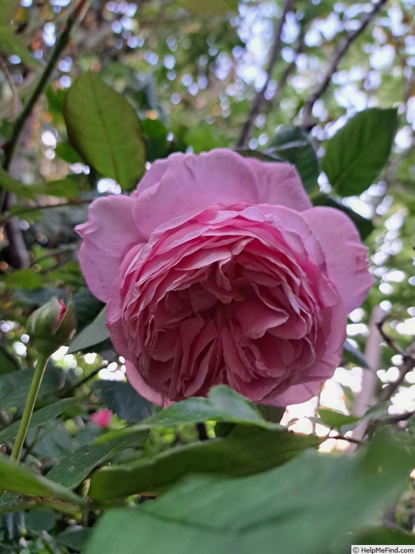 'Madame de Maintenon ® (floribunda, Kordes, 2014)' rose photo
