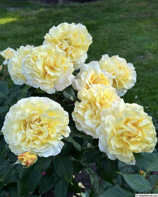'Heavenly Splendor' rose photo