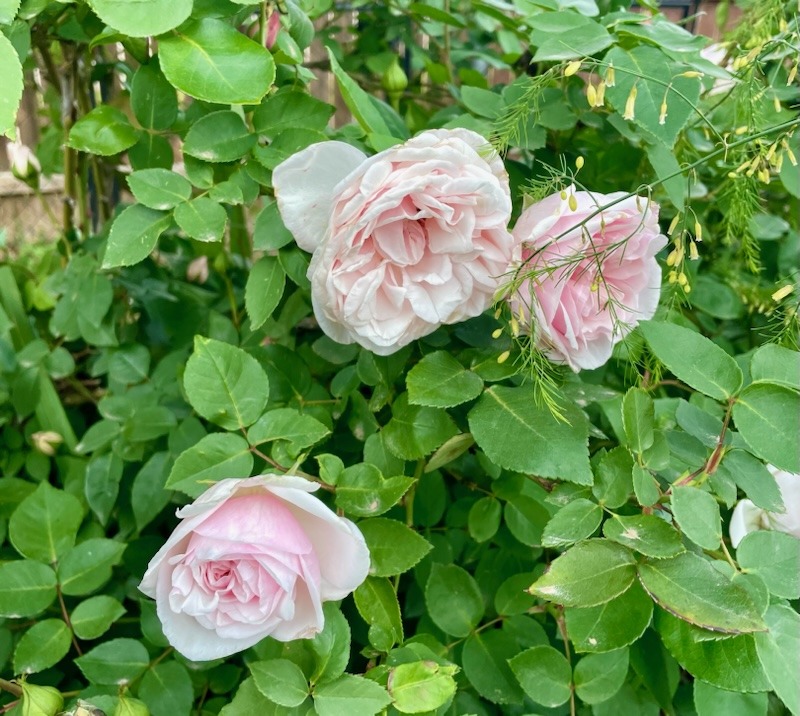 'Denton Rose Garden Restoration'  photo