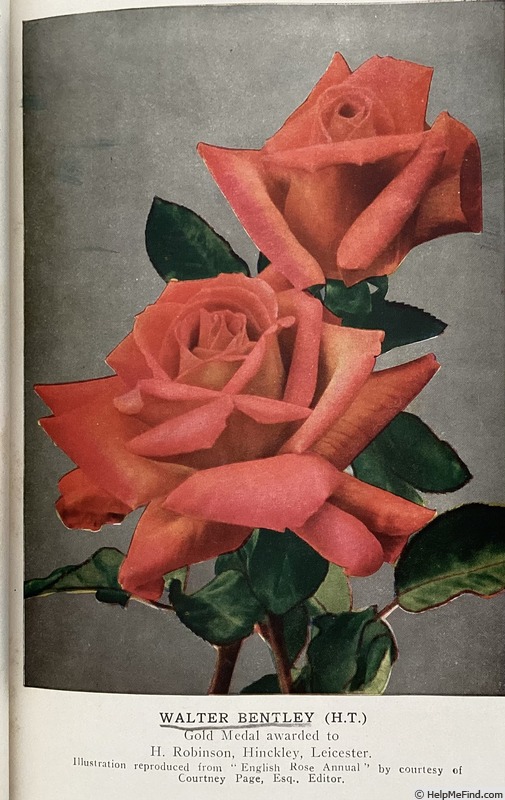 'Walter Bentley' rose photo