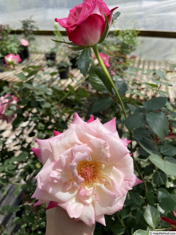 'Vernon Rickard' rose photo