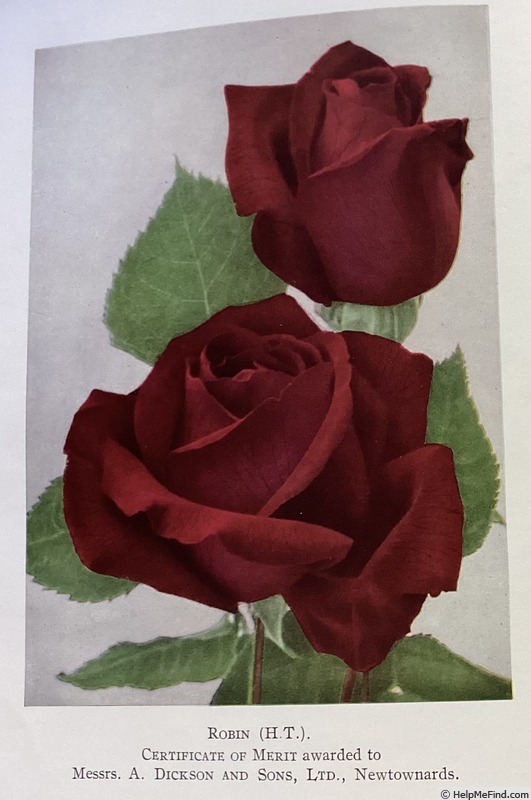 'Robin (hybrid tea, Dickson before 1938)' rose photo