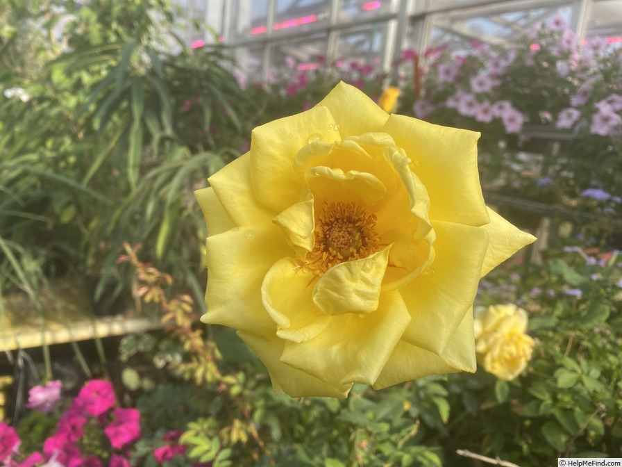 'Royal Gold' rose photo