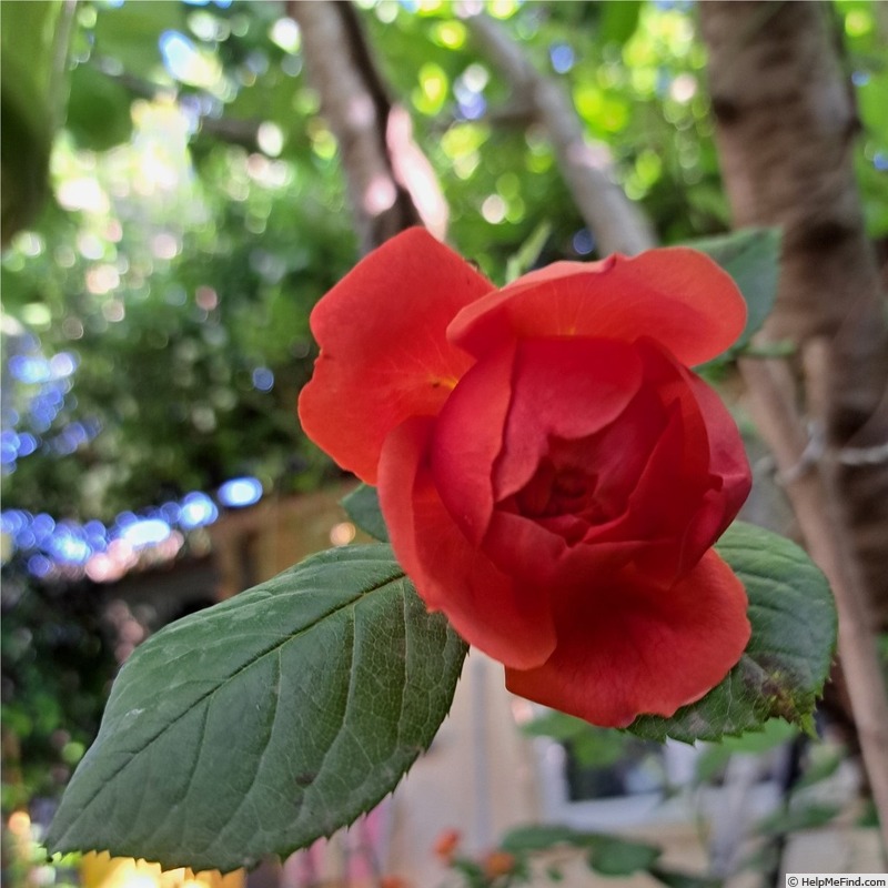 'Summer Song (shrub, Austin 2005)' rose photo