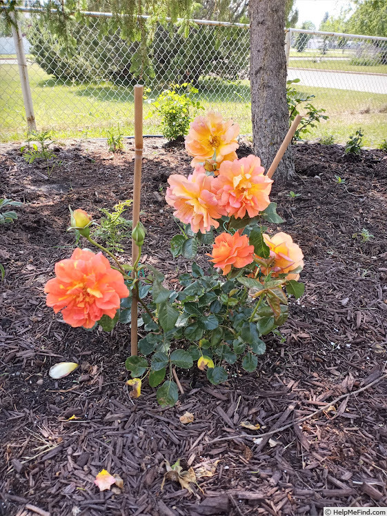 'Marmalade Dream' rose photo