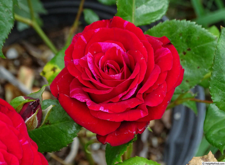 'Love And Passion' rose photo