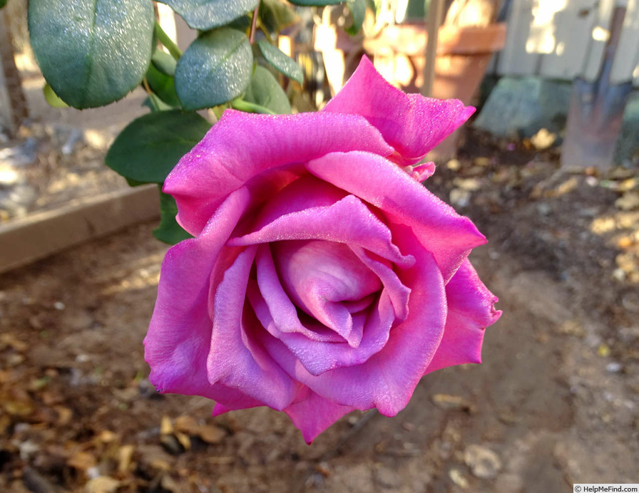 'Mauve Melodee' rose photo