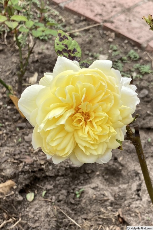 'Princess Buttercup™' rose photo