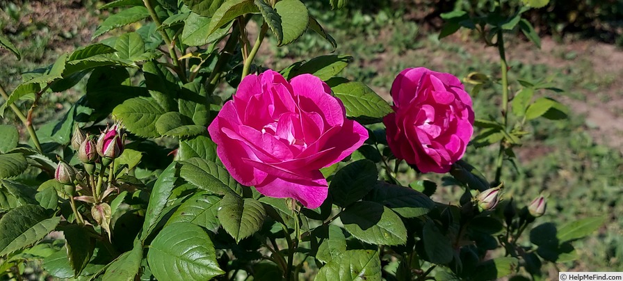 '<i>Rosa aschersoniana</i> Crép.' rose photo