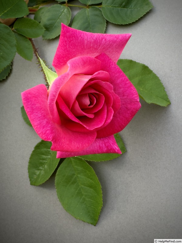 'Sugar Jangle' rose photo