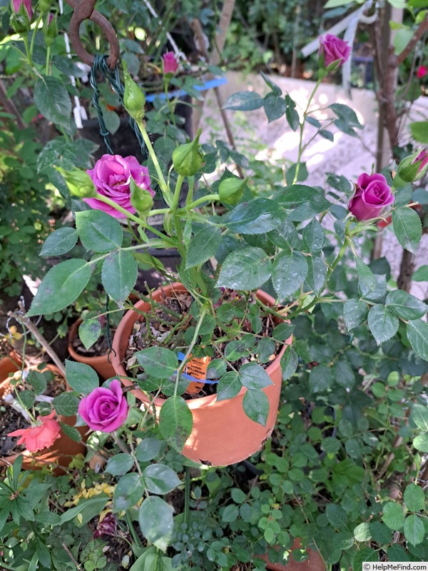 'Lavender Meillandina ®' rose photo