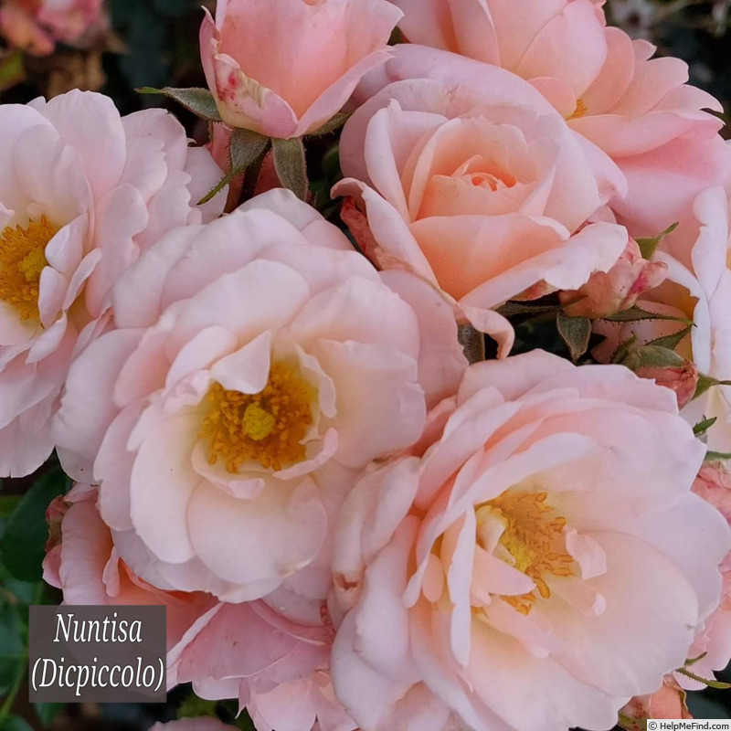 'DICpiccolo' rose photo