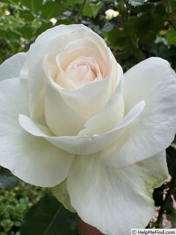 'Shirley's Bouquet' rose photo