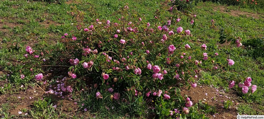 '<i>Rosa</i> x <i>centifolia</i>' rose photo
