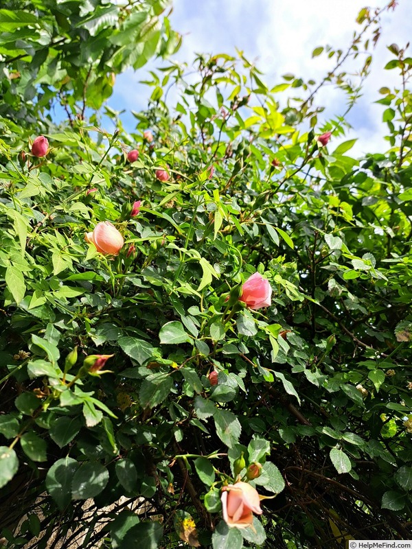 'Albertine (hybrid wichurana, Barbier 1921)' rose photo
