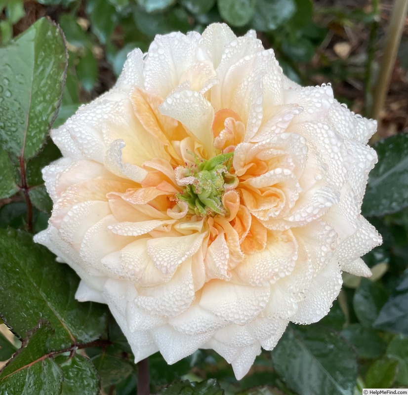 'Amber Cream' rose photo