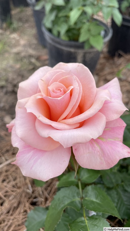 'Patagonia Girl' rose photo