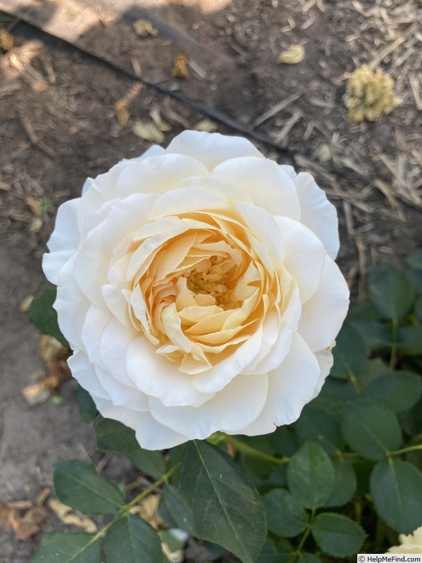 'Reminiscent Crema ™' rose photo