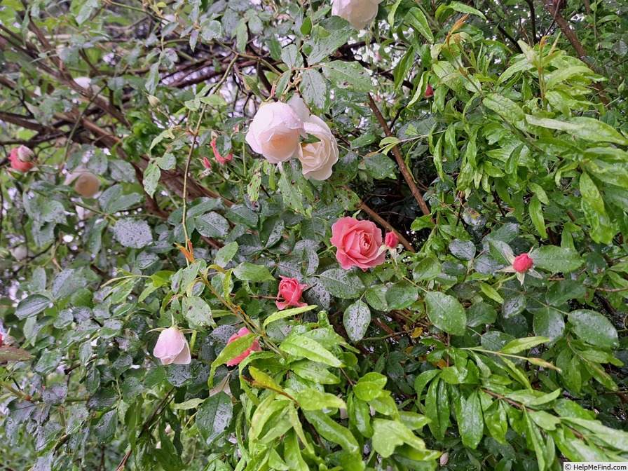 'Botticelli ®' rose, click to enlarge 'Botticelli ®' rose photo