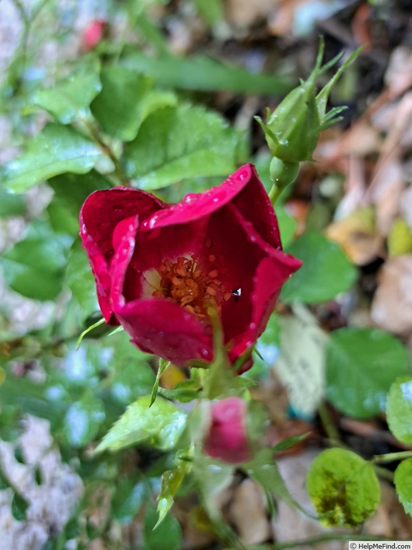 'Friendly ® Red' rose photo