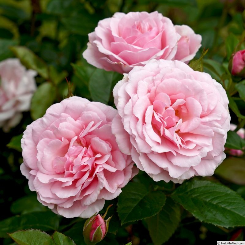'Pink Crush™' rose photo
