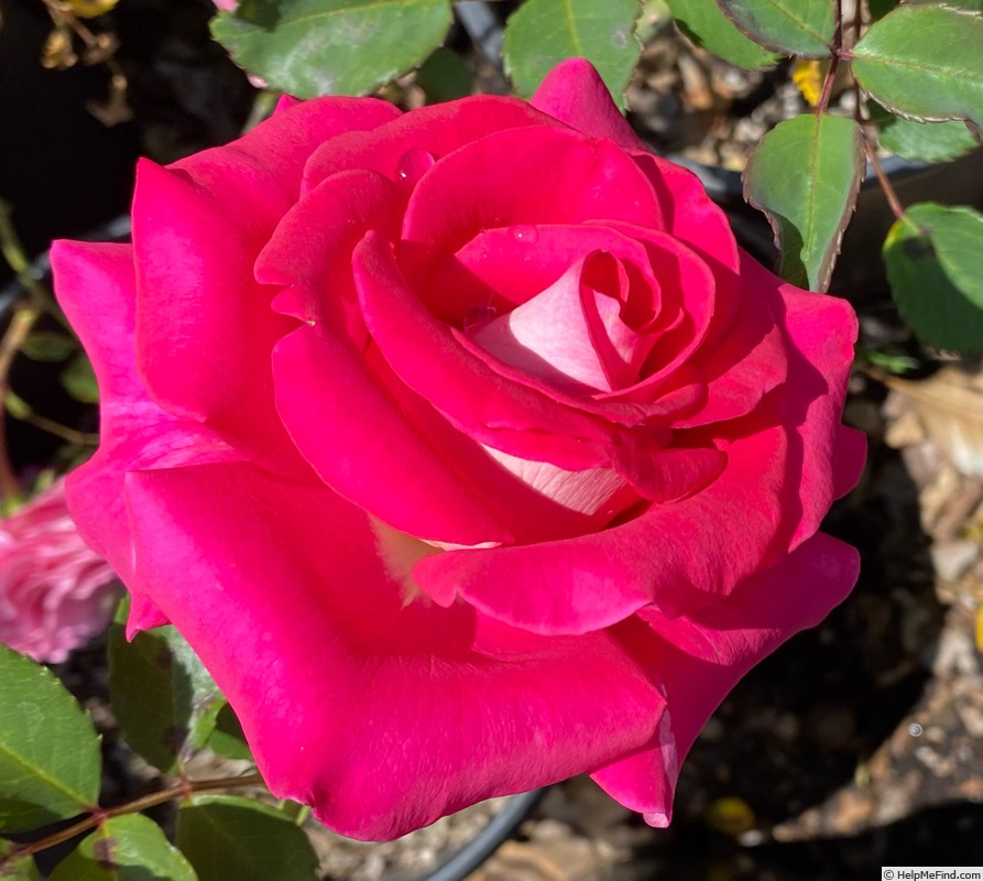 'Picture Perfect (hybrid tea, Bédard, 2022)' rose photo