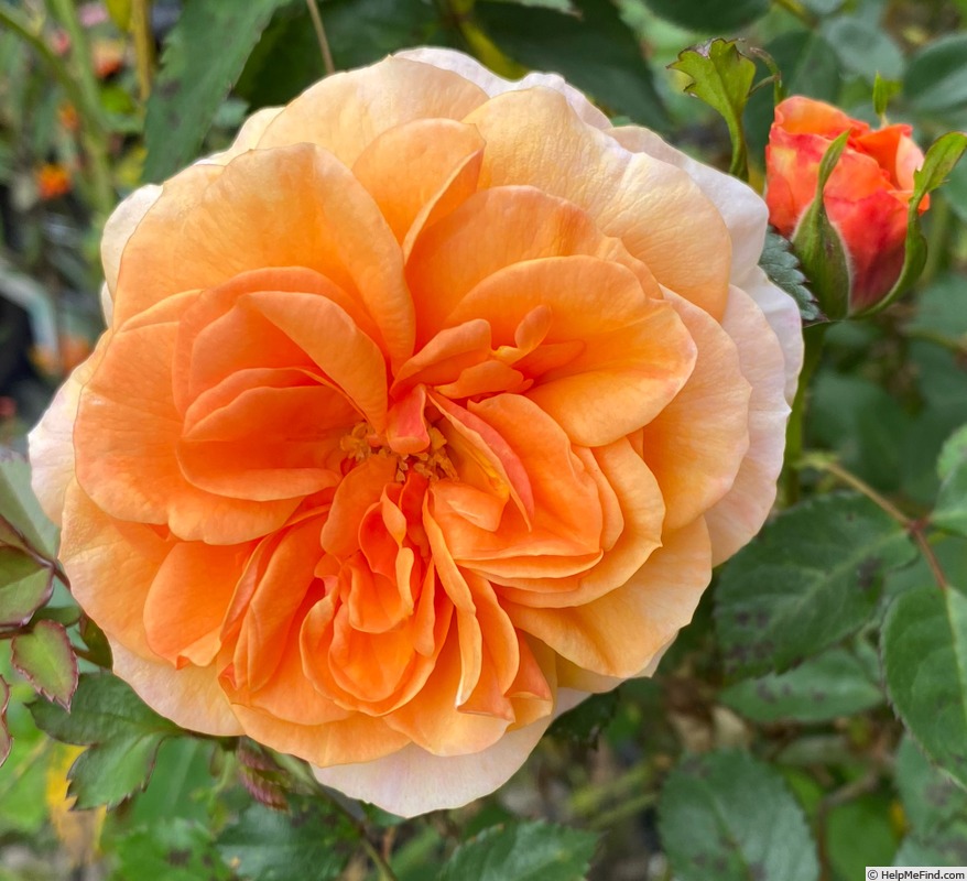 'Double Easy Orange' rose photo