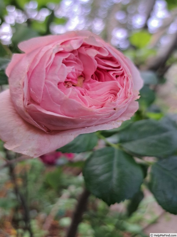 'L'Alhambra ®' rose photo