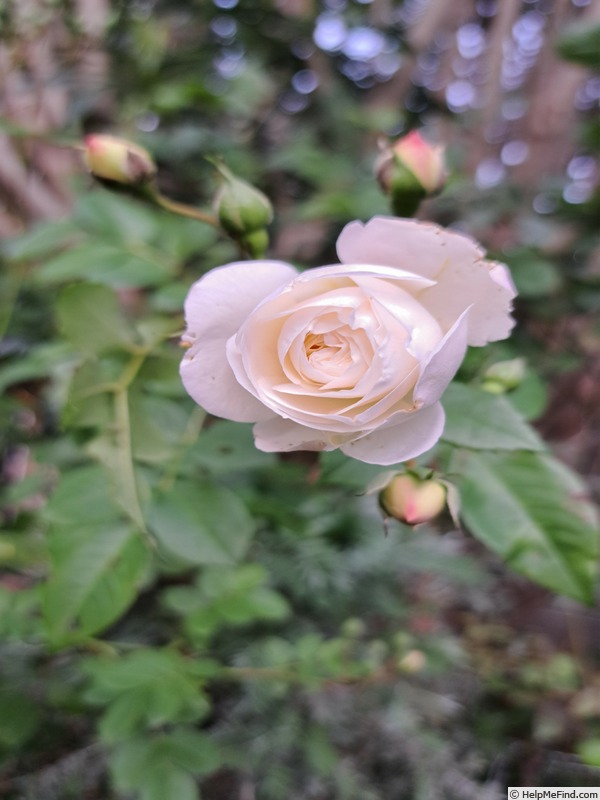 'Midsummersnow ®' rose photo