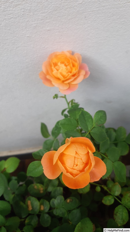 'Juicy Terrazza ®' rose photo