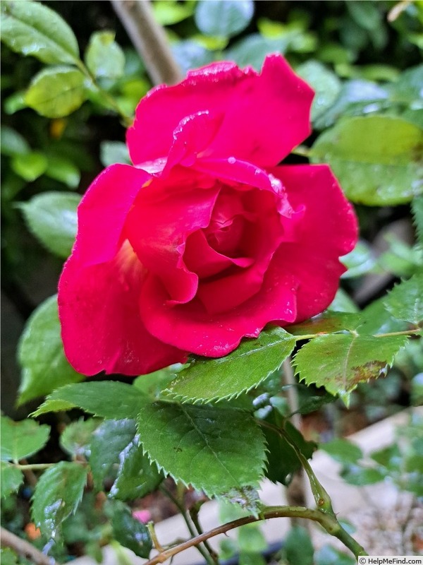 'Joli coeur ®  (hybrid tea, Simon before 2018)' rose photo