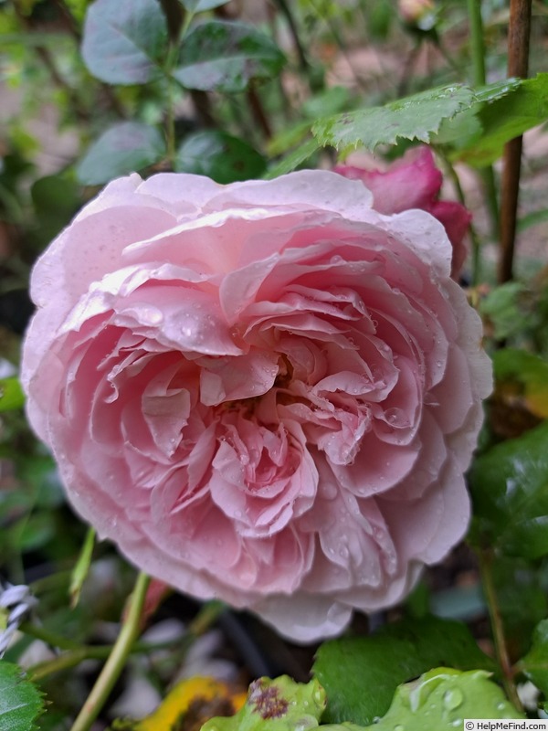 'Wildeve' rose photo