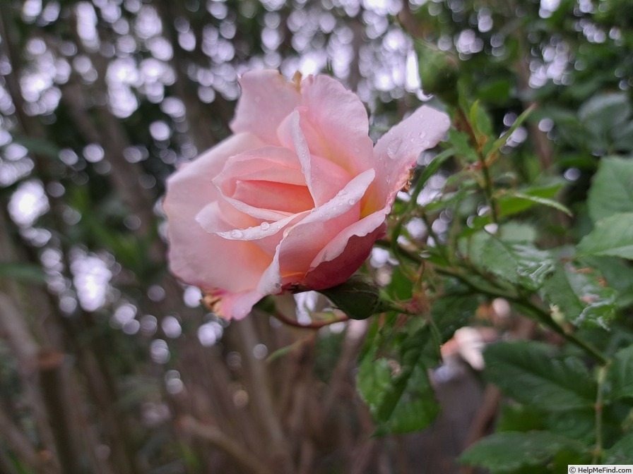 'Pierre Hermé ®' rose photo