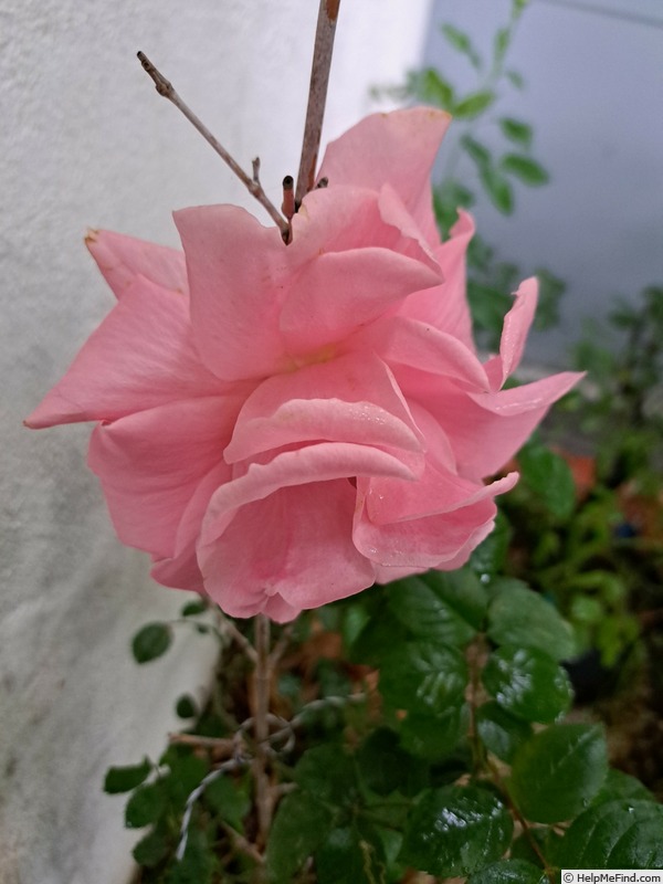 'Ville de Saumur ®' rose photo