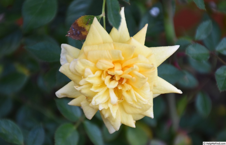 'Cream Gold' rose photo