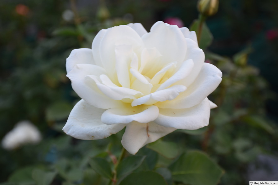 'White Spray ® (floribunda, LeGrice 1968)' rose photo