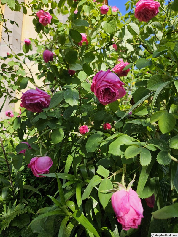 '<i>Rosa damascena</i> Mill.' rose photo