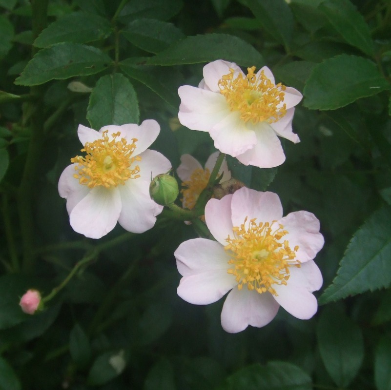 'Lily Grace' rose photo