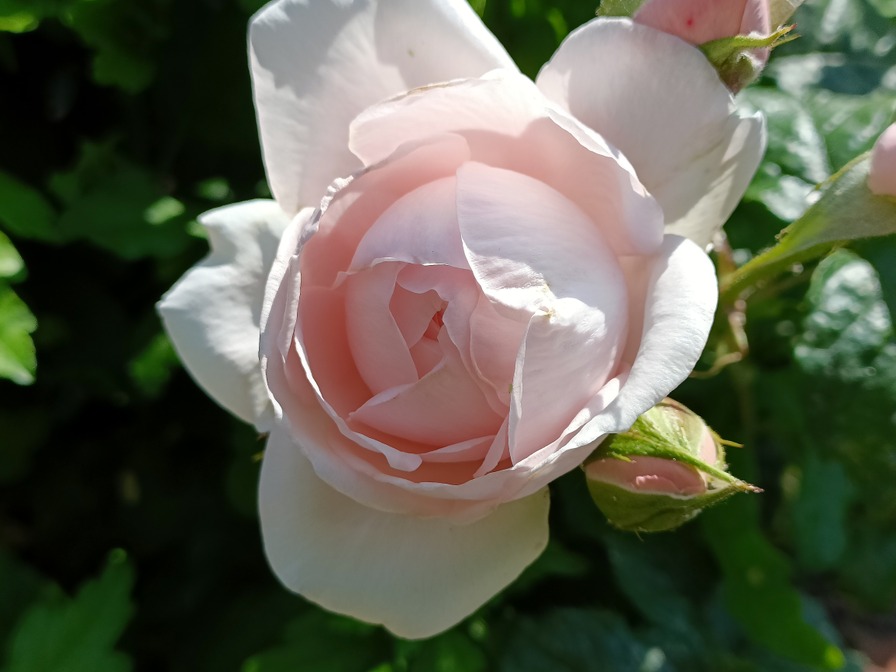 'La Merveille du Mont Saint Michel ®' rose photo